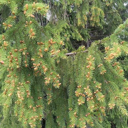 Pensiunea Gentiana Vatra Dornei Esterno foto