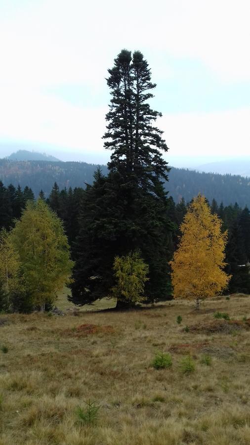 Pensiunea Gentiana Vatra Dornei Esterno foto