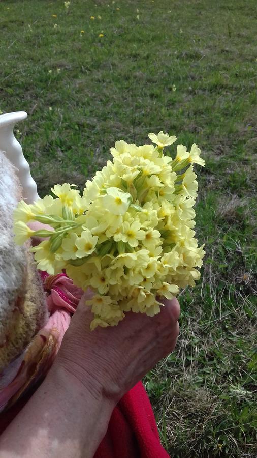 Pensiunea Gentiana Vatra Dornei Esterno foto